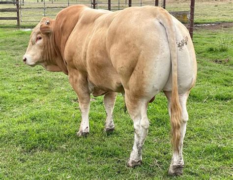 REGISTERED BLONDE DAQUITAINE BULL SOLD Gilliland Livestock Marketing