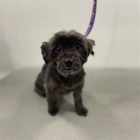 how to cut a yorkie poo hair