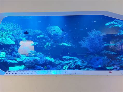 Main Coral Reef Tank Zoochat