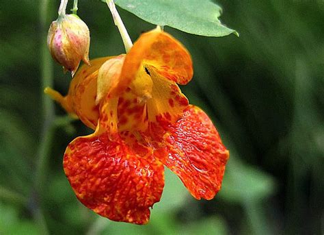 25 - Organic - Jewelweed Impatiens Capensis Seeds - Other Seeds & Bulbs