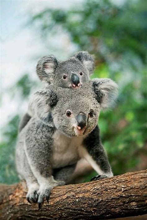 The 25 Best Cute Koala Bear Ideas On Pinterest Koalas Koala Bears