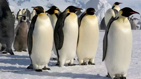 Emperor Penguin Facts: A Complete Reference to Their Amazing Life and