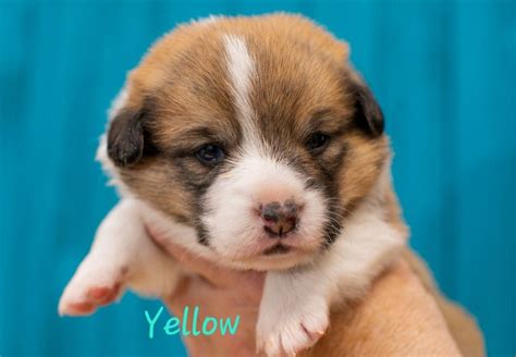 Tricia Weldon Pembroke Welsh Corgi Puppies For Sale Born On 03 26 2023