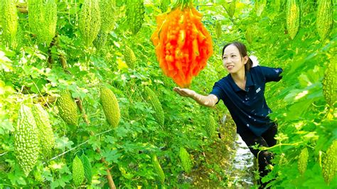 Harvesting Bitter Melon Go To The Market Sell How To Make Delicious