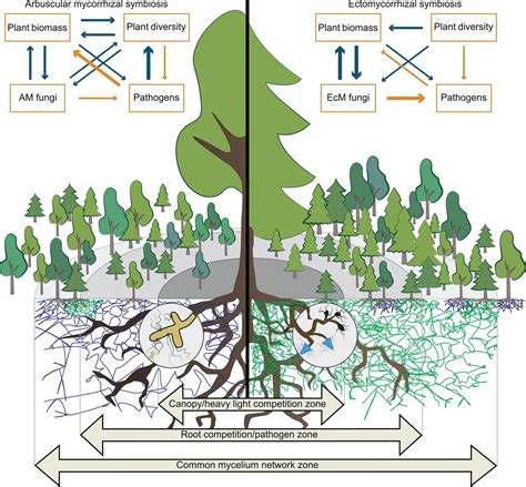 What Are Mycorrhizal Traits Trends In Ecology Evolution 51 OFF