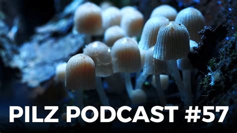 Pilz Podcast 57 Pilze sammeln züchten YouTube