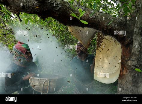 Traditional Honey Collection In Sundarbans The World Largest Mangrove