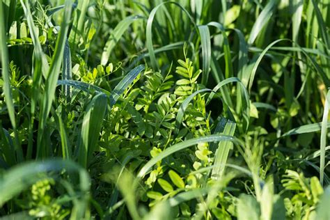 Can You Plant Cover Crops With Vegetables?