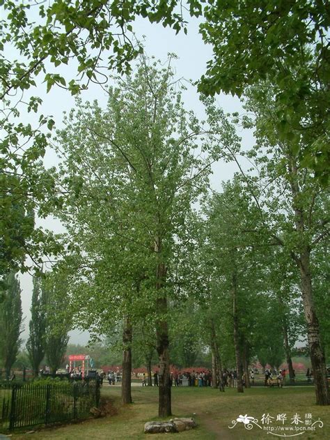 毛白杨populus Tomentosa 花卉图片网