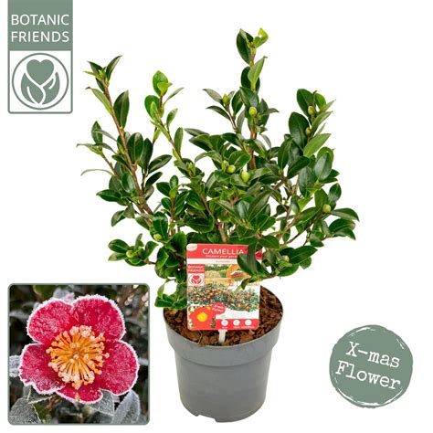 Camellia Sasanqua Yuletide Plant Wholesale Floraccess