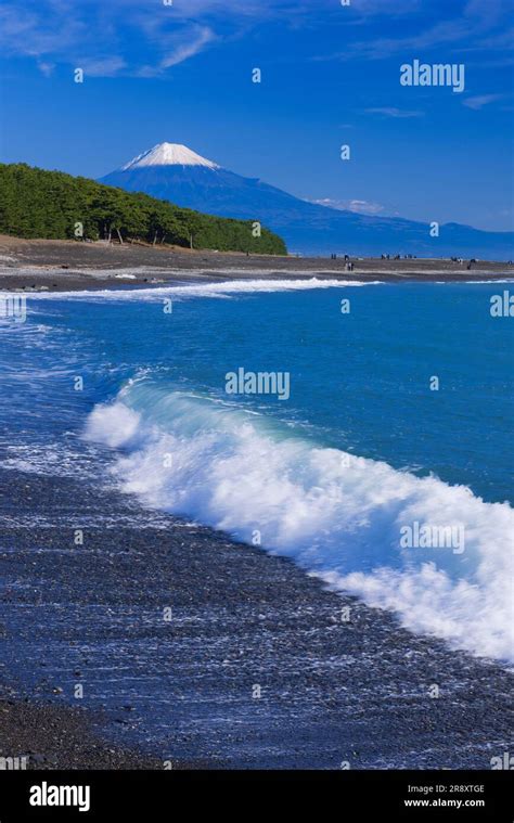 Miho Pine Grove And Mt Stock Photo Alamy