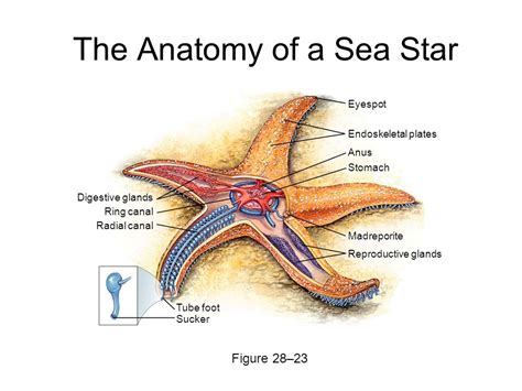 Echinodermata Anatomy