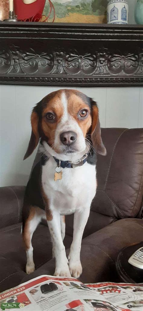 12" Tricolor Beagle - Stud Dog in Central Jersey, Guernsey | Breed Your Dog