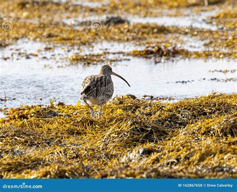 Coastal Snipe Stock Photo Image Of Hunting Wildlife 162867658