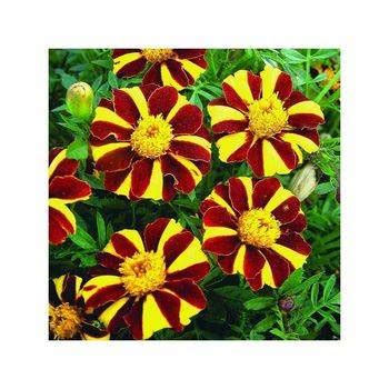 Тагетес (Бархатцы) - Abies-Landshaft