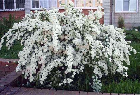 Спирея Вангутта (Spiraea Vanhouttei) - Diamond Garden