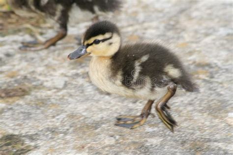 Cute baby duckling stock image. Image of outdoors, duckling - 5688859