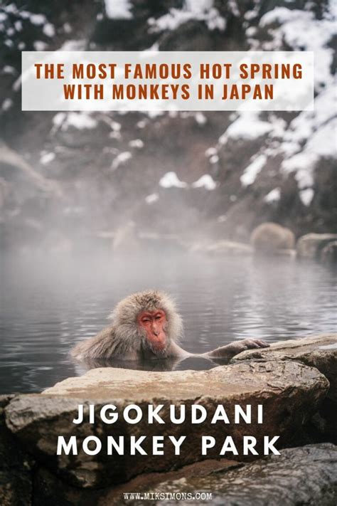 Jigokudani Monkey Park The Most Famous Hot Spring With Monkeys In Japan