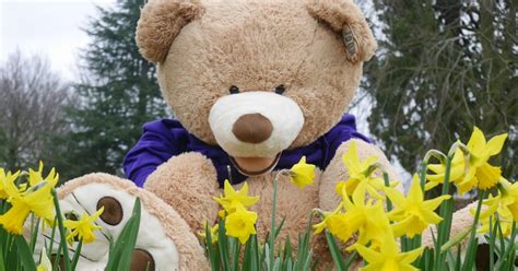 Spring Teddy Bears Quiz