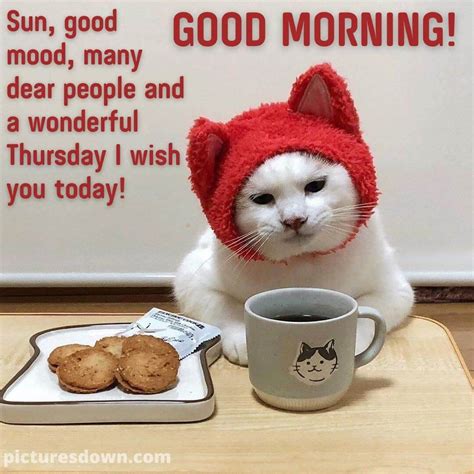 Good Morning Thursday Funny Picture Cat And Coffee Free