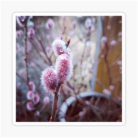 Pussy Willows Sticker By Kaito7 Redbubble