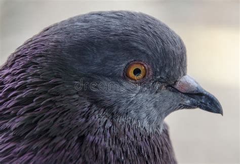 Street Pigeon Stock Photo Image Of Bird Wildlife Yellow 58175210