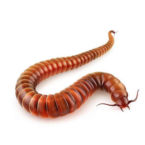 Premium Photo | Detailed Illustration of a Millipede