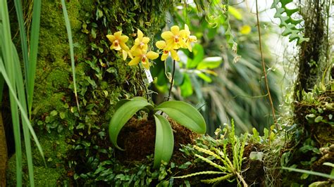 Epiphyte Plant