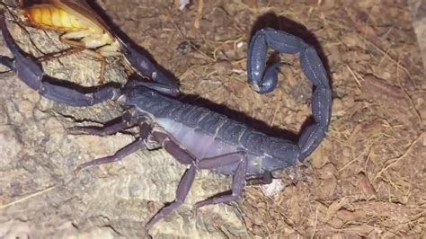 Centruroides Gracilis Florida Bark Scorpion Feeding Youtube