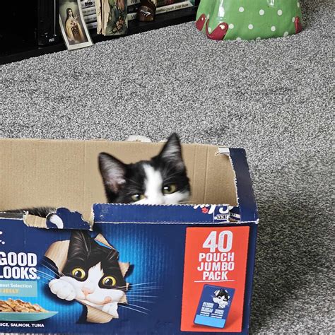 are mums harmful to cats 3