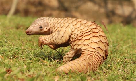 Pangolin conservation in South Africa | Wanderlust