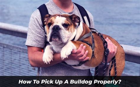 pick   bulldog properly complete guide