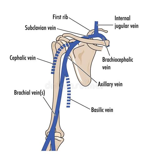 Besten Artery Vein Upper Limb Bilder Auf Pinterest Stillen