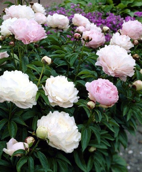 Пионы картинки на памятник