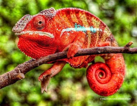 219 best images about Chameleon on Pinterest | Carpets, Animals and
