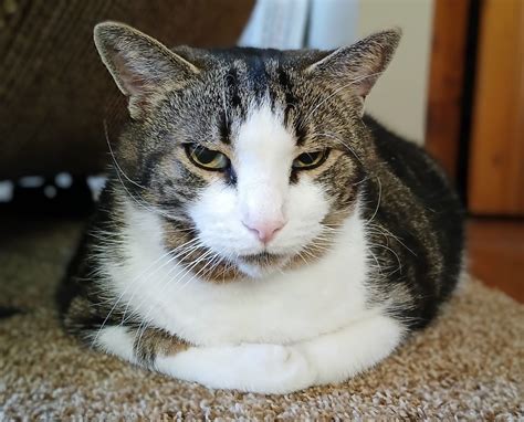 Solve Pussy Willow Jigsaw Puzzle Online With 48 Pieces