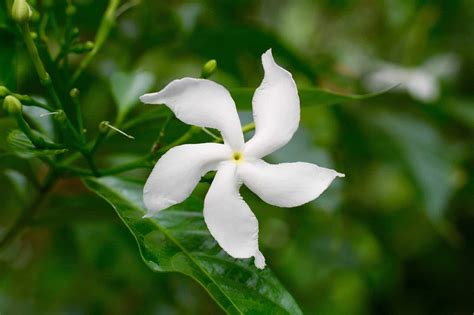 Discover The National Flower of Pakistan: Jasmine - A-Z Animals