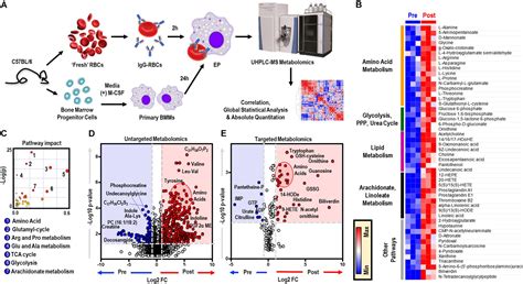 Frontiers Metabolic Reprogramming Of Mouse Bone Marrow Derived