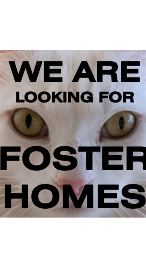 Sf Bay Area We Need Foster Homes For Our Cats And Kittens 6 Weeks