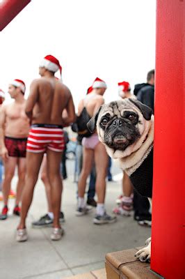 The Daily Puglet Half Naked Santa Week