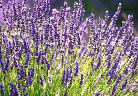 Beneficios Y Propiedades De La Lavanda Ecocosas