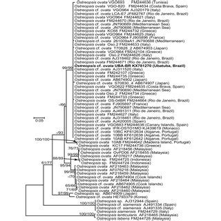 Maximum Likelihood Tree Of Ostreopsis Spp Based On The ITS1 5 8S ITS2