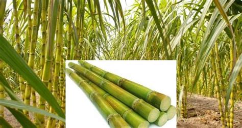 Sugarcane Farming Guide For Beginners Agri Farming