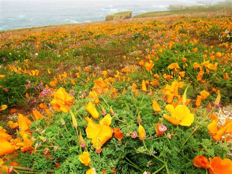 Fields Of California Poppies Enjoying The Ocean View Stock Image