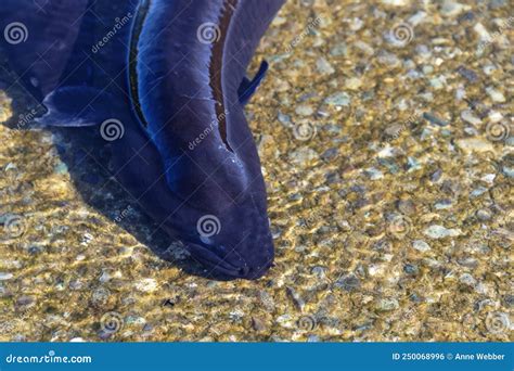 A Very Beautiful Longfin Eel in New Zealand Stock Photo - Image of risk, olfactory: 250068996