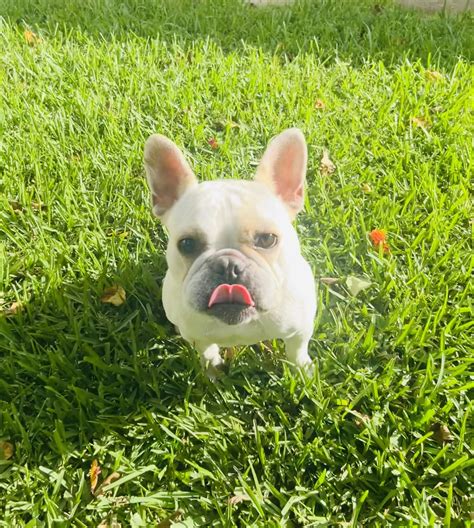 Princess Buttercup in Florida- ADOPTED! - French Bulldog Village