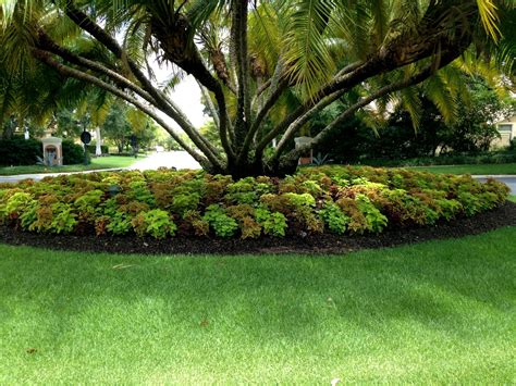 Coleus Page 3 Club Care Of Florida