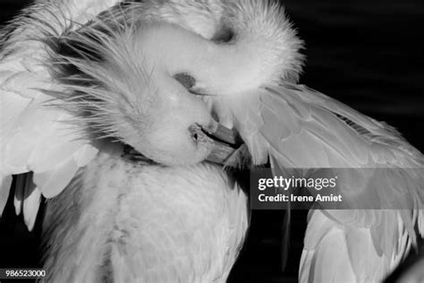 2.150 Faun Stock Photos, High-Res Pictures, and Images - Getty Images