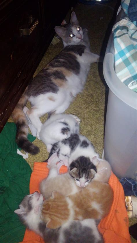 How To Tell If A Cat Had Kittens Recently at Erik Cox blog