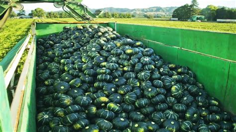 Amazing Agriculture Technology Pumpkin Squash Sunflower Harvesting